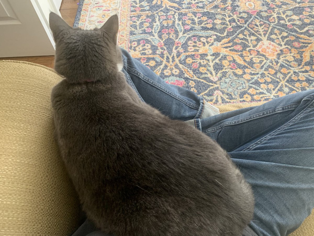 SnorlaxPokekid's tweet photo. How do cats know exactly when there’s work that needs to be done?! #PokeCat #igotacatonmylap https://t.co/J2gKB5QfNC