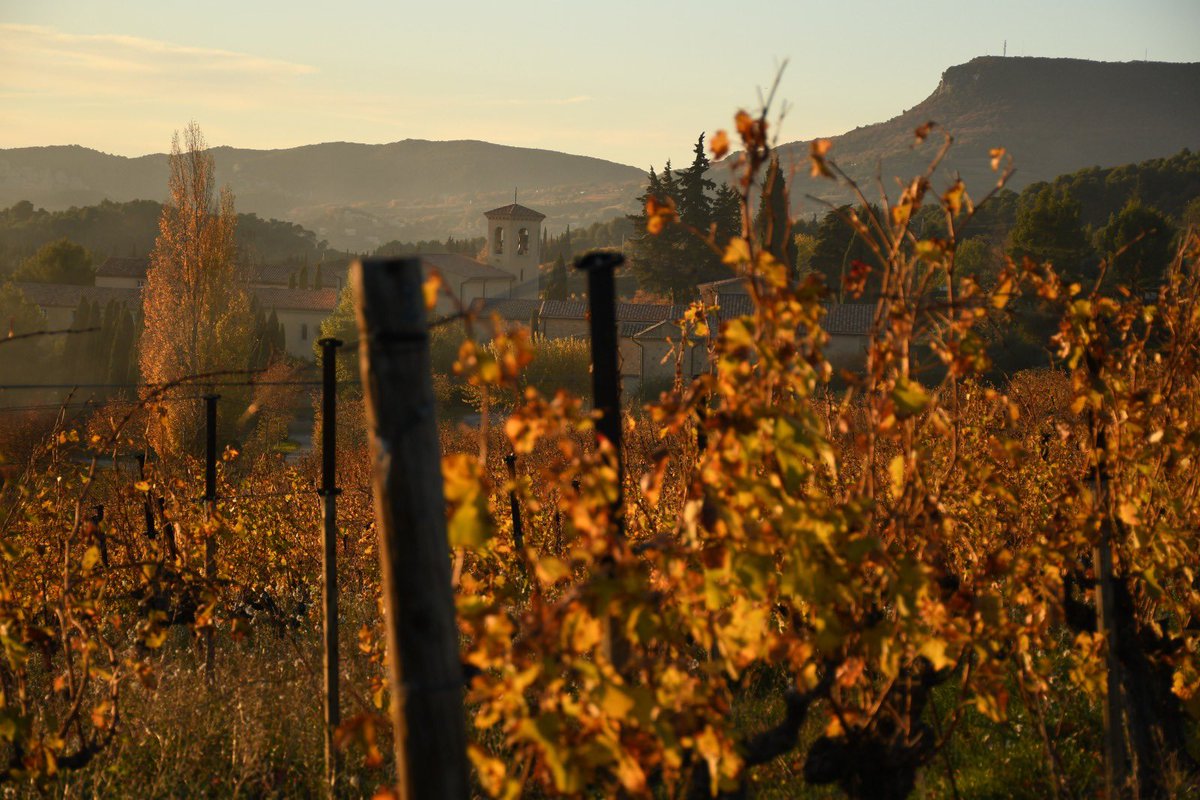 Via_Caritatis's tweet photo. L’automne est un temps de repos nécessaire pour la vigne. Elle entre progressivement en dormance pendant que la vinification des raisins en cave poursuit son cours.
#automne #vindautomne #saisonautomne #repos #vigne #vinification #travailencave #cave #viacaritatis #vin https://t.co/JBFlcggabR
