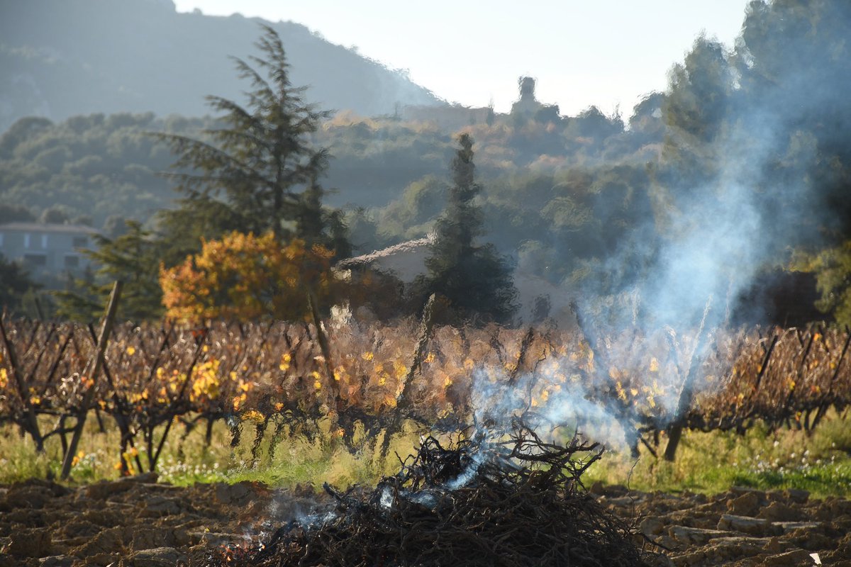 Via_Caritatis's tweet photo. L’automne est un temps de repos nécessaire pour la vigne. Elle entre progressivement en dormance pendant que la vinification des raisins en cave poursuit son cours.
#automne #vindautomne #saisonautomne #repos #vigne #vinification #travailencave #cave #viacaritatis #vin https://t.co/JBFlcggabR