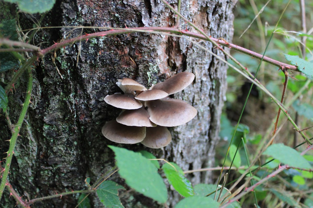 Myzelika tweet media