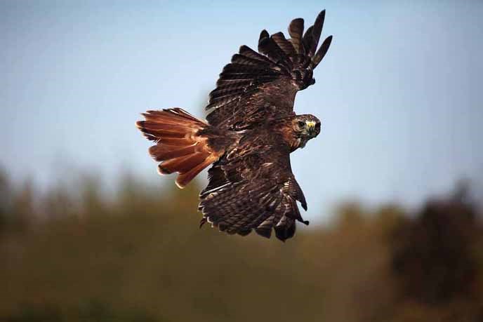 Happy Wildlife Wednesday! Have you ever seen a red-tailed hawk or other raptor in the park? If you haven't seen one, maybe you've heard one: their cry is often used in movies and TV.