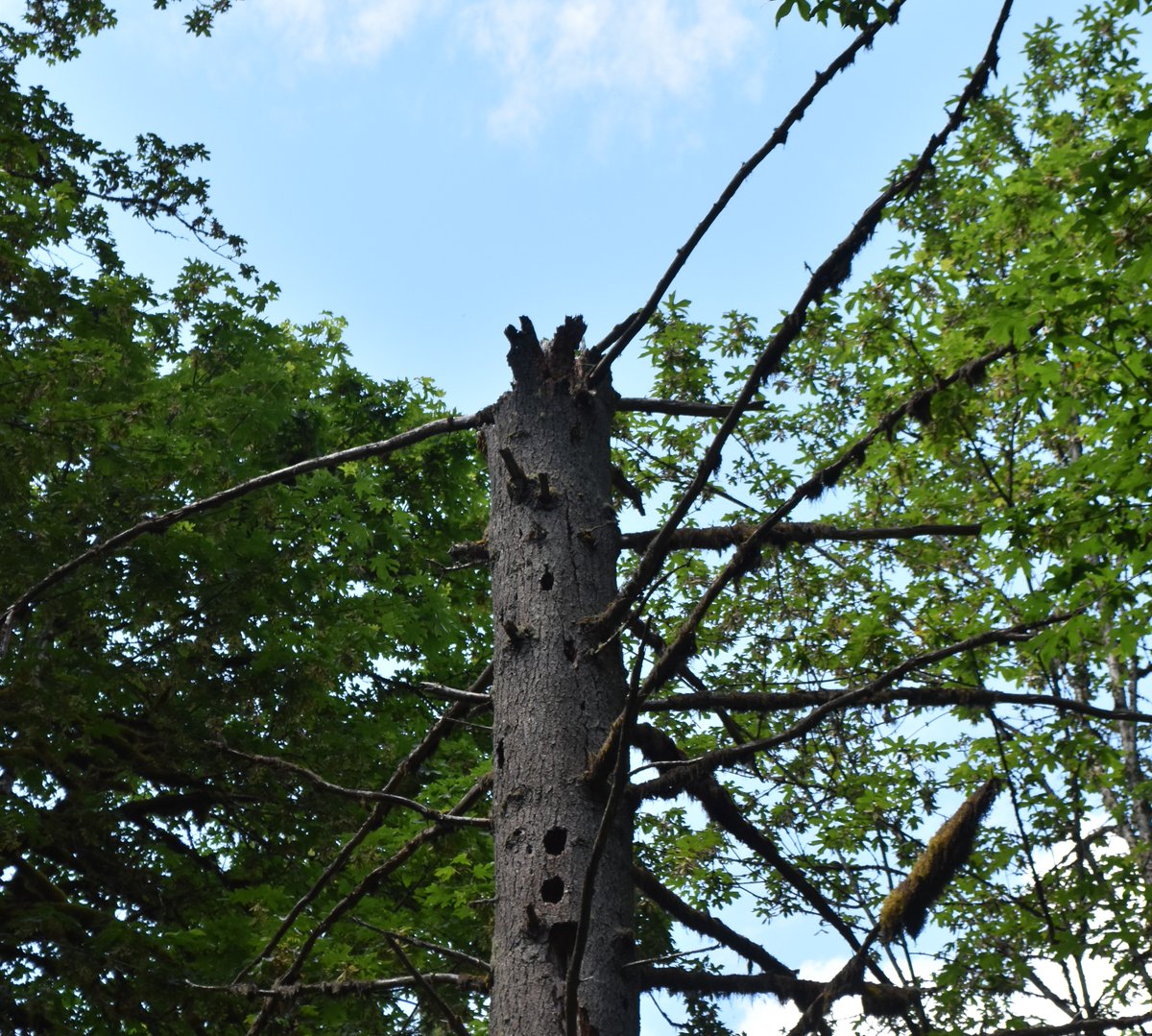 Tualatin SWCD tweet media