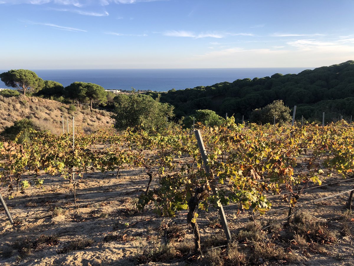 La llum del Maresme, la llum d'<a href="/ALTAALELLA/">Alta Alella • Celler de les Aus</a> , el celler de les aus...