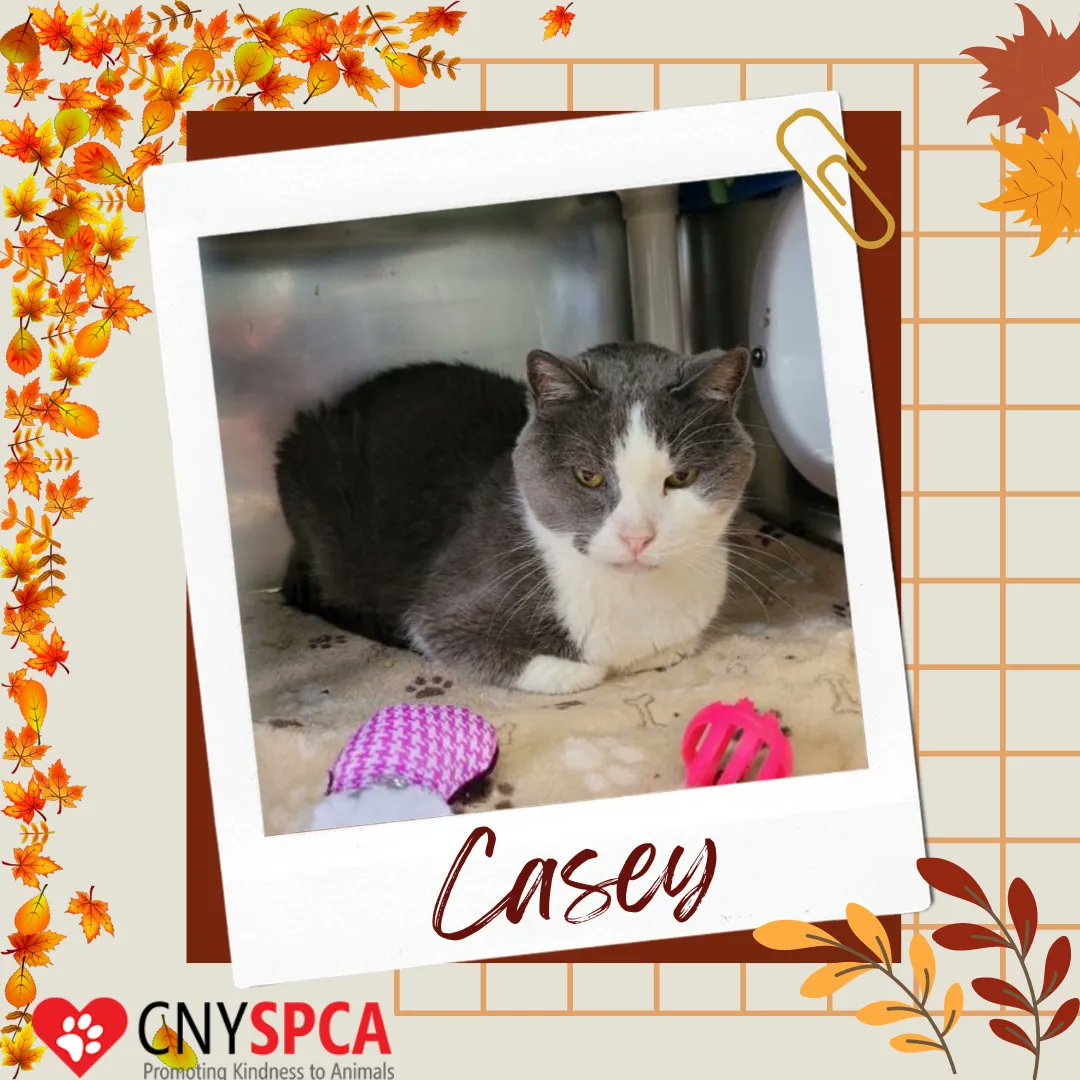 Central New York SPCA tweet media