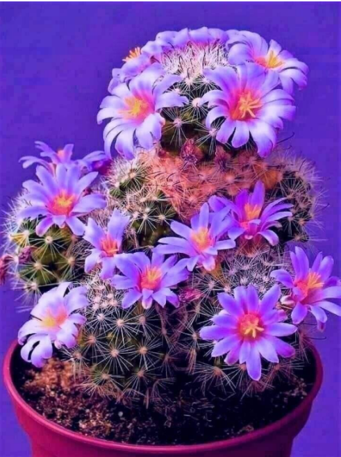 Галина Вишневская (@galina75vichi) on Twitter photo 