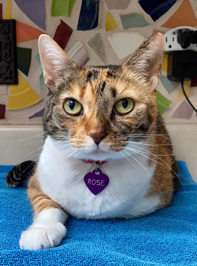 catprofiler's tweet photo. This is Rose. I've known Rose since she was itty bitty.  Rose only has time for her human life partners.  Sometimes I get to feed her when her humans are away. ❤️ https://t.co/bCOyeLOGMV https://t.co/lT0bE2wUaR