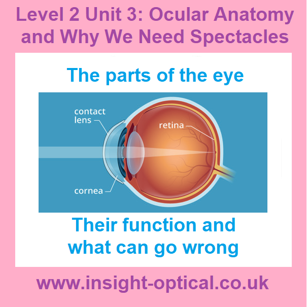 optical_insight's tweet photo. Our Level 2 qualification for #opticalassistants has a unit of #ocularanatomy 

#opticaltraining #focusingonyourfuture #opticians #optician #optometry #optometrist #optometrists #opticalassistant https://t.co/eS5BbHtyZk