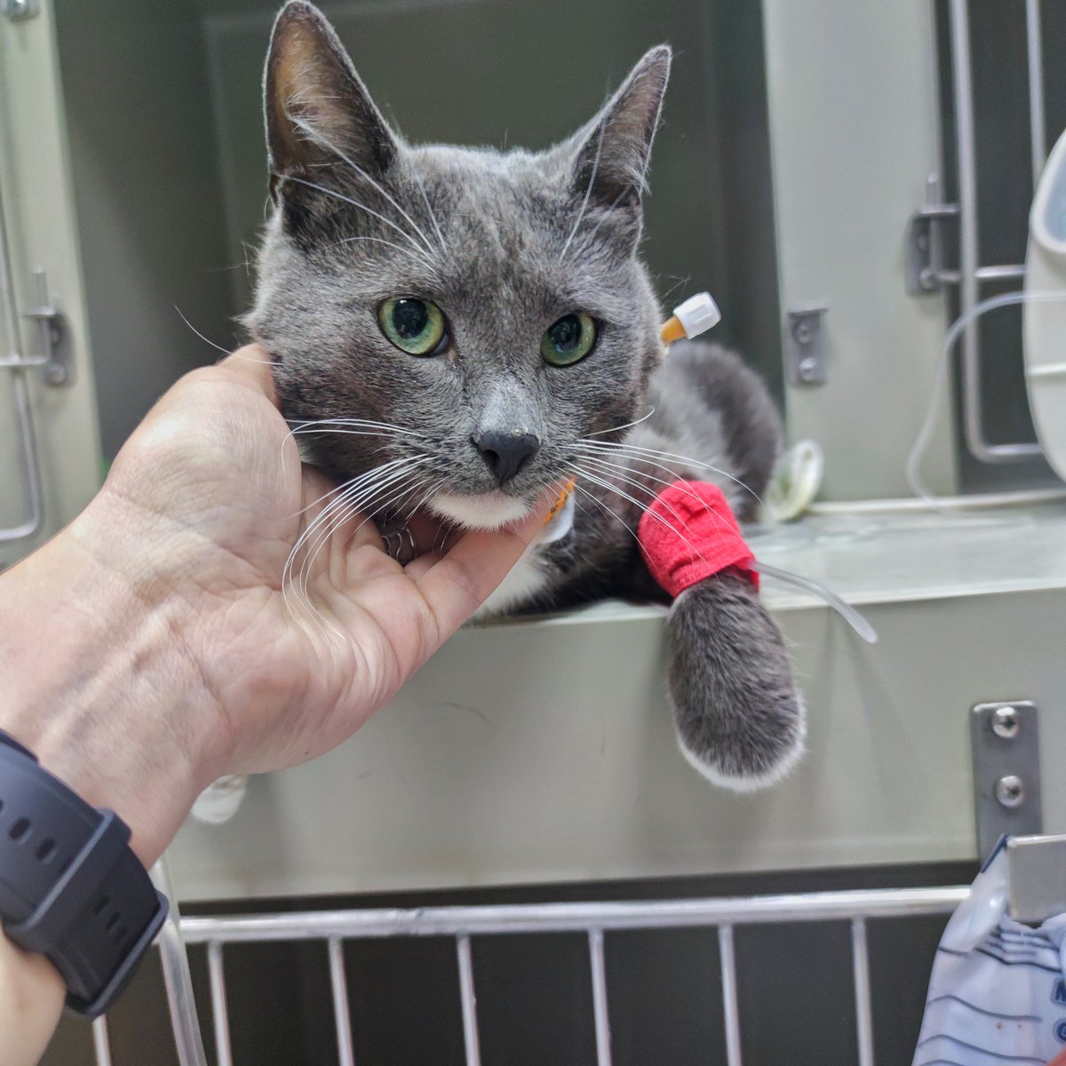 #котодобро Ребята в Москве, мне нужна помощь, я не справляюсь. Ретвитните, если не сложно. Я ищу Тристану дом или куратора. У него обнаружен вирус лейкоза кошек в активной форме. Ему очень нужен медицинский уход, а ещё - собственные человеки вместо пустого санузла.