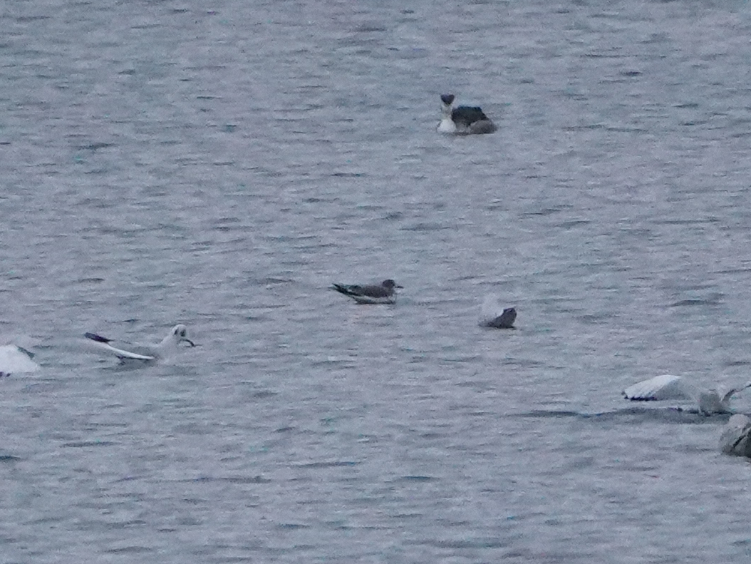 A couple of distant record shots of the juvenile Sabine's Gull in the gloom at Amwell NR this evening.