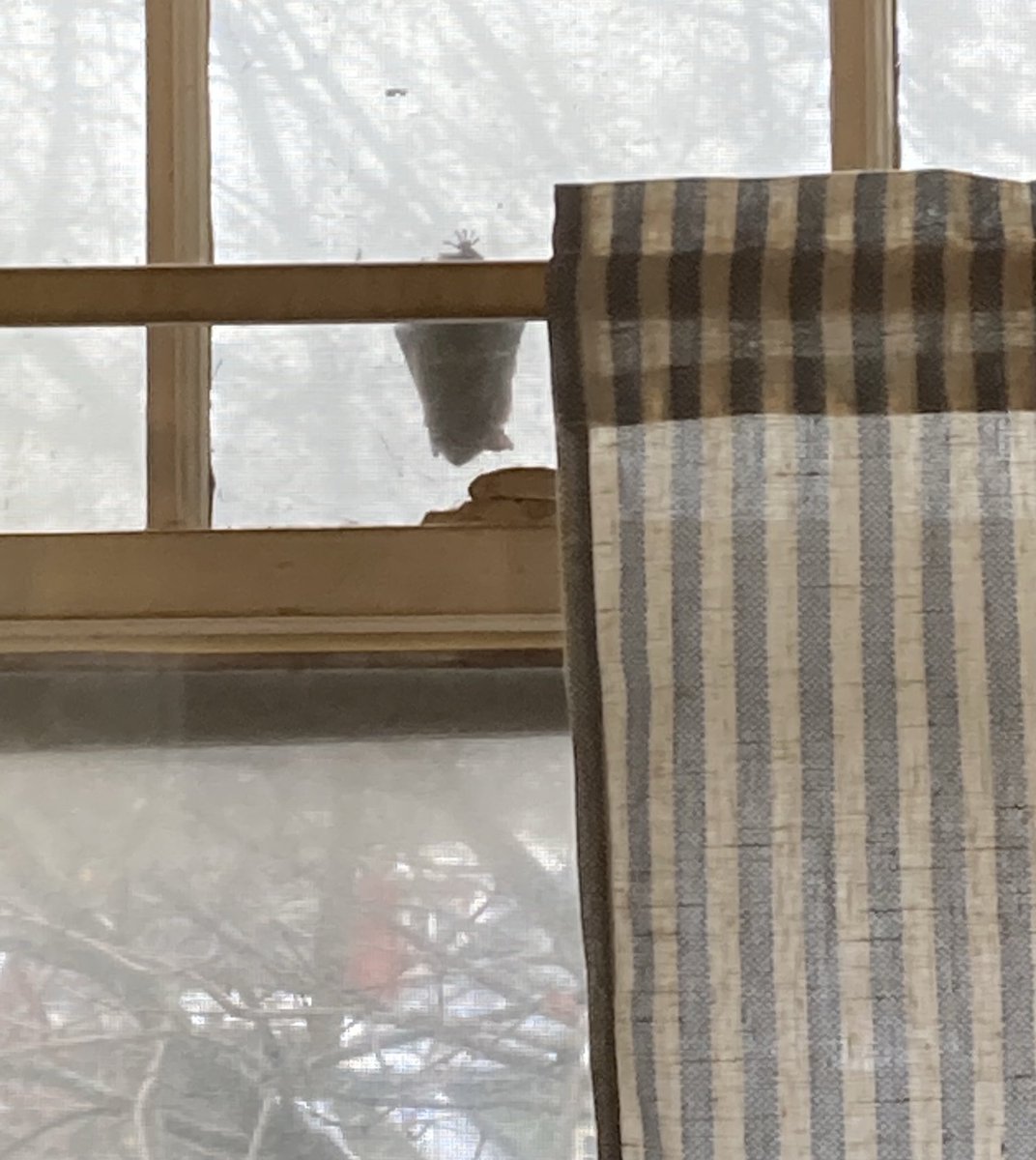 addie_1122's tweet photo. My little friend is still hanging around
#Bat #BatFriend https://t.co/gGjjjyEL83