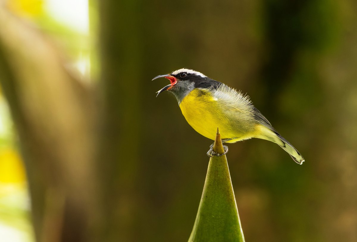 BirdsCaribbean's tweet photo. “You can almost hear the Coereva singing when you see this image.” 🎶 This is what one judge remarked upon seeing David Lariviere's photo of a Bananaquit perched on a plant. David won 1st Place🥇in the Birds and Nature category of our #BCPhotoContest
ℹ️https://t.co/knjgdjSKBv https://t.co/IIGLoCeNoV