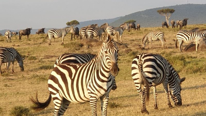 Dorsch_Gruppe's tweet photo. In light of today’s #Biodiversity Day at #COP27, we'd like to highlight the @giz_gmbh project “#COVID19 Emergency Support to Conservancies in Maasai Mara Region” which #AMBERO Consulting GmbH in consortium with #NIRAS IP Consult in #Kenya. https://t.co/D6D1Fkn8ao https://t.co/gDq0mMaQL5