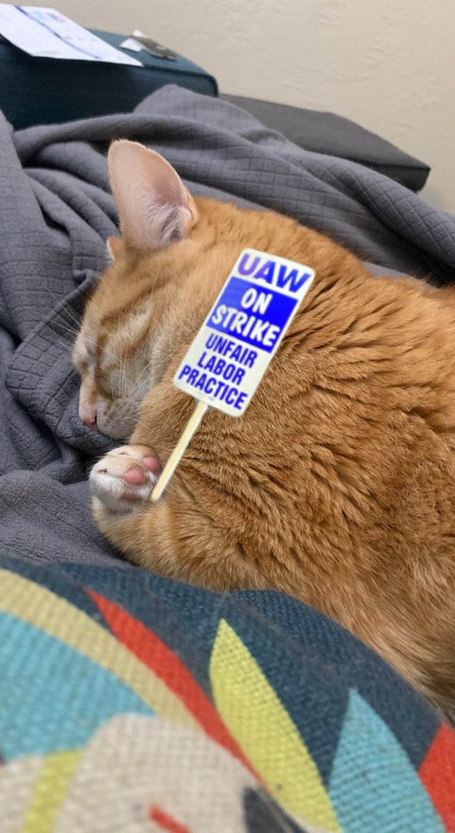 Miller Lab cats on the purr-ket line #FairUCNow (credit to <a href="/AMMGest/">Dr. Anneliese 💖💜💙</a> for the pun and the sleepy orange boy)