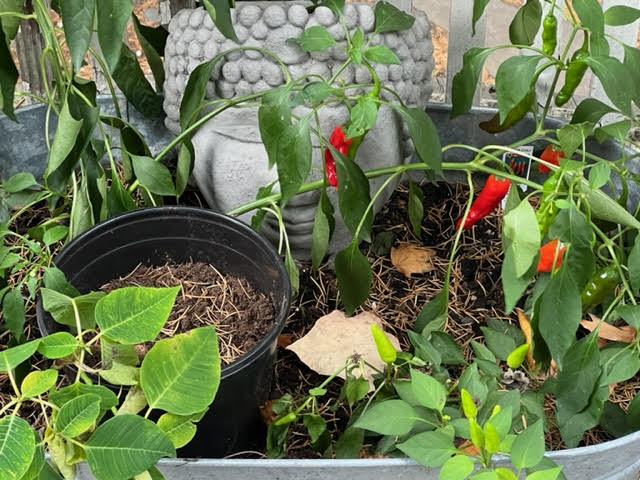 Please help us continue to "Protect The Jewel" ... The Cambridge Zen Center annual fund raiser is at gofundme.com/f/protect-the-…