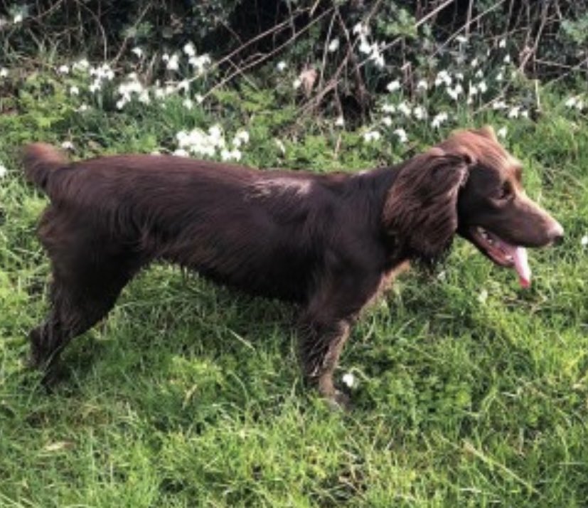 rosieDoc2's tweet photo. #SpanielHour
THIS IS MILLIE A SMALL LIVER #CockerSpaniel
Not like her to wander off from home
(Was she taken? Wandered too far & found ๐ง)
Op #RowtonGrange area #SY7
2/7/22 poor family they must be really concerned ๐
CHIPPED/TATTOOED/SPAYED
https://t.co/jyavgDKcOR https://t.co/MLC5w4vzpl