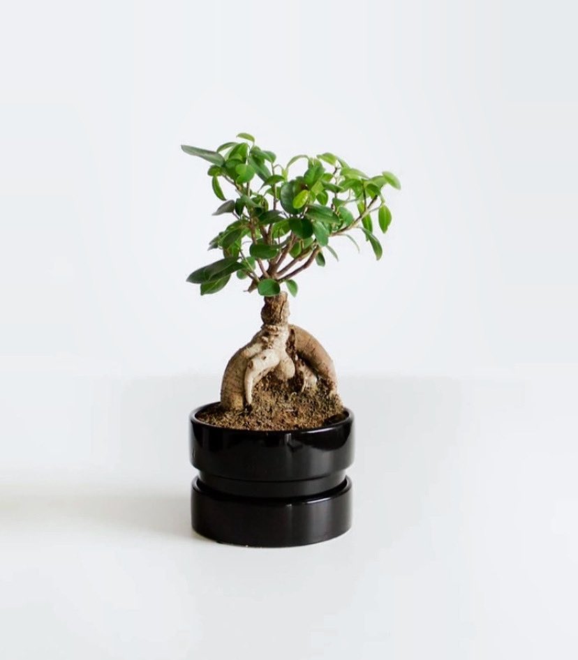 ficusandfern's tweet photo. Did you know bonsai trees go as far back as 2,000 years? ☯️🕉☮️
These elegant trees symbolize many things including harmony, balance, patience, and simplicity 
#bonsai #bonsaitree #bonsaiforsale #bonsailovers #houseplants #houseplantclub #HouseplantHour #plantfacts #plantlover https://t.co/m6syb1mp8t