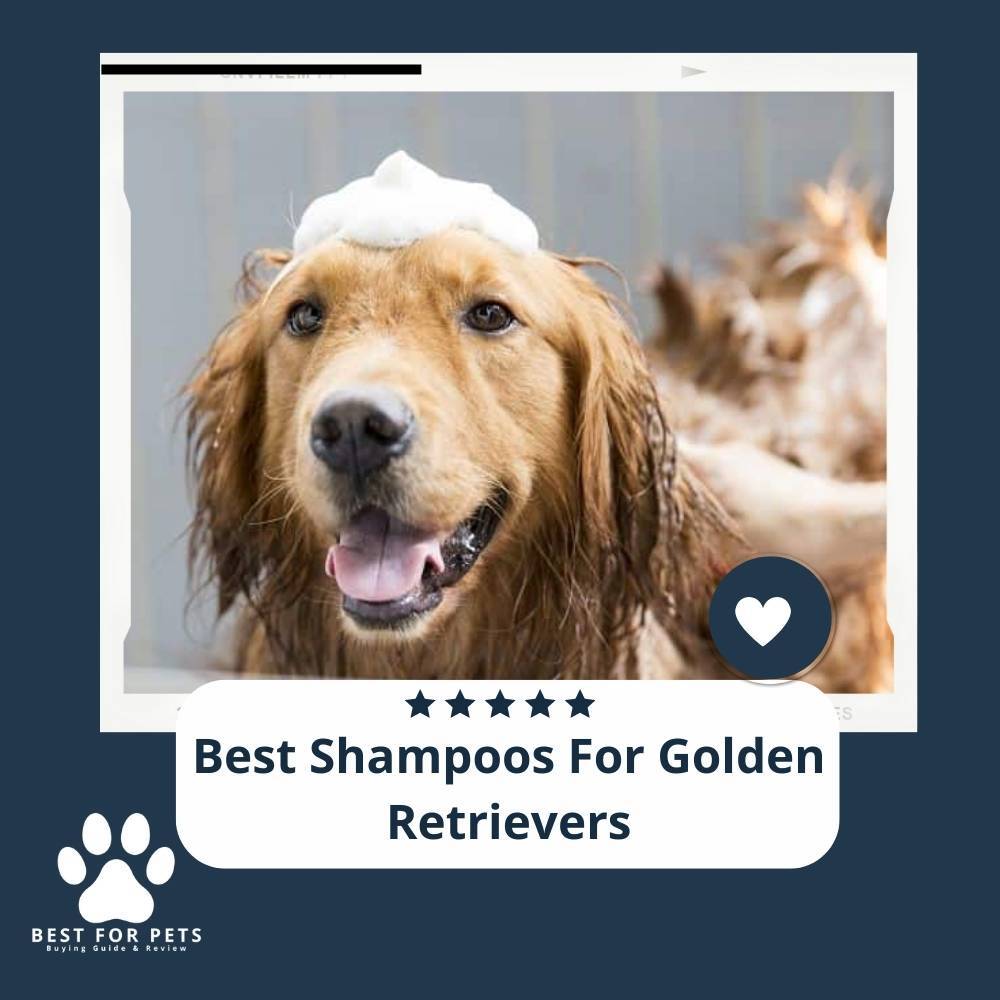 BestForPets (bestforpets.org) has picked out the best shampoos for golden retrievers.

bestforpets.org/best-shampoos-…

#bestshampoos #bestshampoosforgoldenretrievers #BestForPets #TropiClean #BurtsBees #PawsandPals #DouxoS3 #FURminator