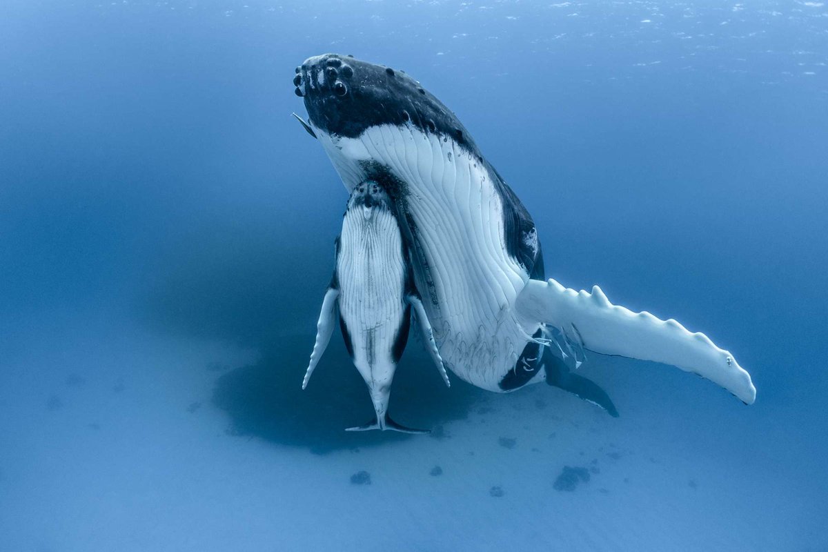 LewisPugh's tweet photo. It’s been a busy day at #COP27! But one thing was clear:

We cannot tackle the Climate Crisis without protecting our oceans.

We cannot conserve #biodiversity without protecting our oceans.

We cannot build a healthier, more sustainable future without protecting our oceans 🌊💙 https://t.co/vanfkenVQe