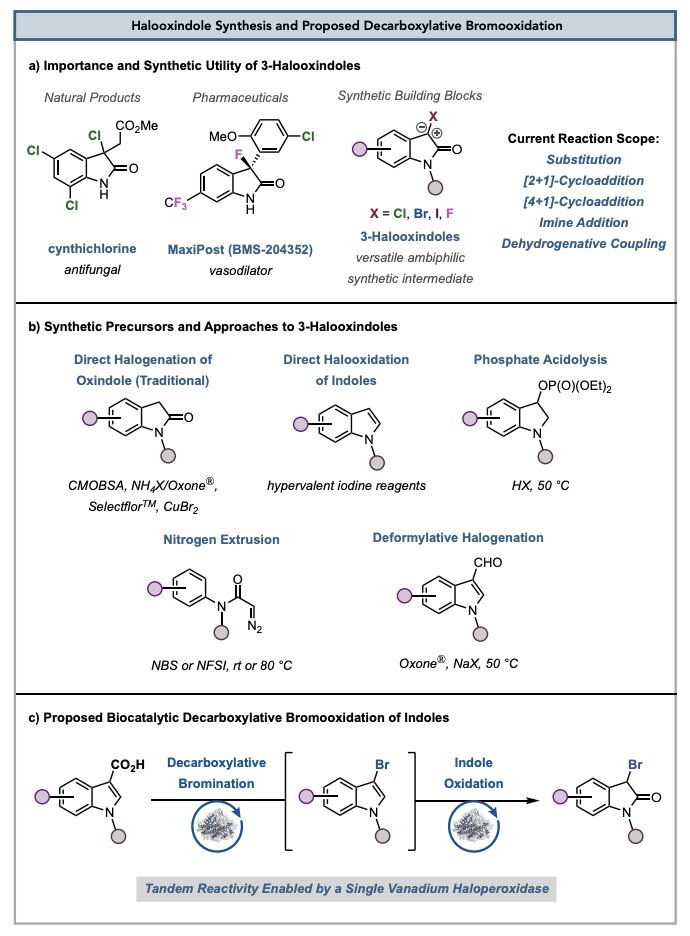 EnzymeChemistry's tweet photo. Decarboxylative Bromooxidation of Indoles by a Vanadium #Haloperoxidase by @ClareEWells, @LaurenPTackett, @HarstadLauren, @Logan_Zane97, Hyung Ji Lee, Manik Sharma, and Kyle Biegasiewicz @KFBChem at @ASU_SMS and @ASUBiodesign https://t.co/jkRrxZWbdF https://t.co/5VTQ2YLHMU