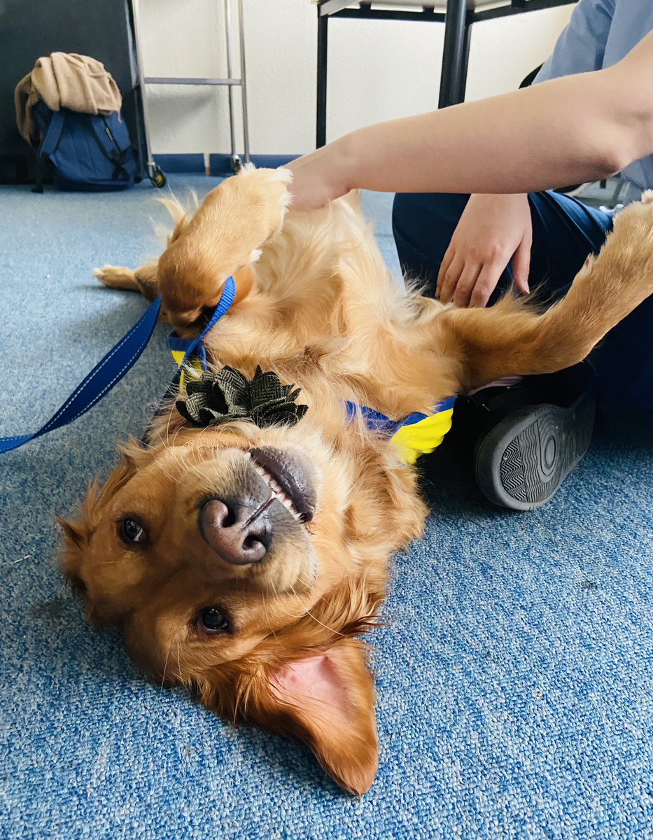 MilmaxS's tweet photo. More of this please @OUHospitals. Thanks to our wonderful hospital volunteers @PetsAsTherapyUK and @OxHospCharity for supporting!#WellbeingWednesday https://t.co/g5MOz9OOYR