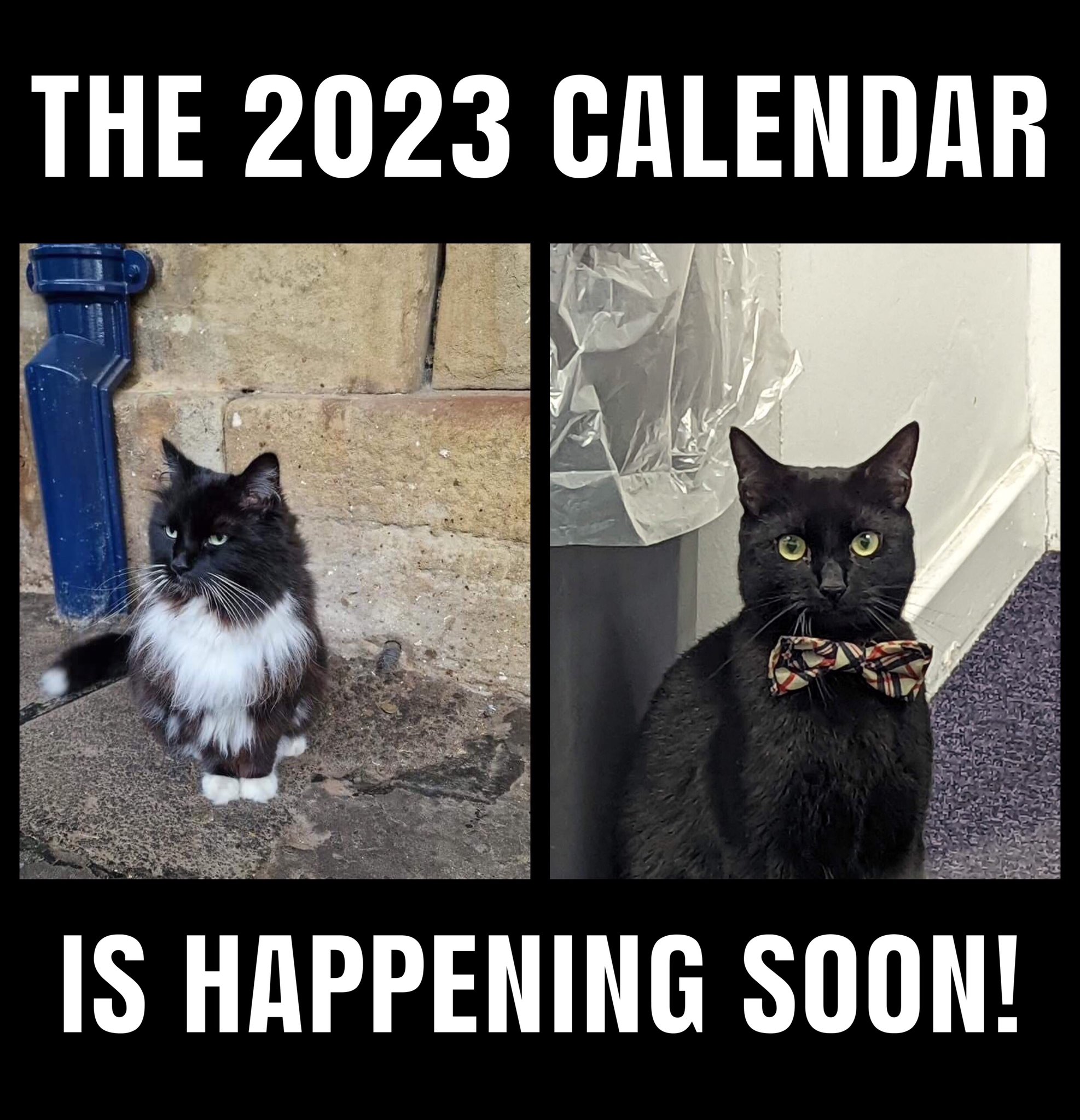 Felix and Bolt (FelixhuddsCat) / Twitter
