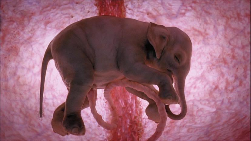 A baby elephant inside its mother's womb. ❤️🤗