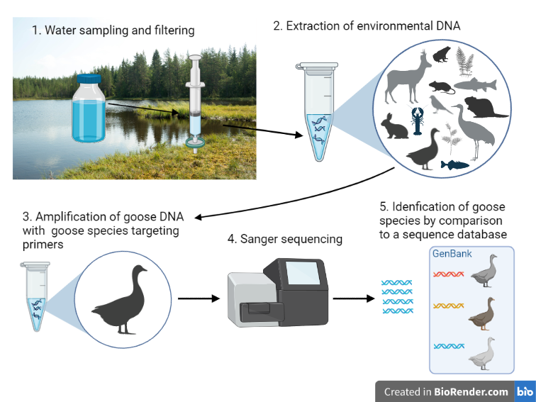 HonkaJohanna's tweet photo. 7/10 In laboratory @UniOulu I extracted eDNA from the filter material and using Anser goose specific primers I amplified goose DNA and Sanger-sequenced the samples with positive PCR results to verify the species #eDNAforScience @WildlifeGenUoO https://t.co/eq9DhV5p9K