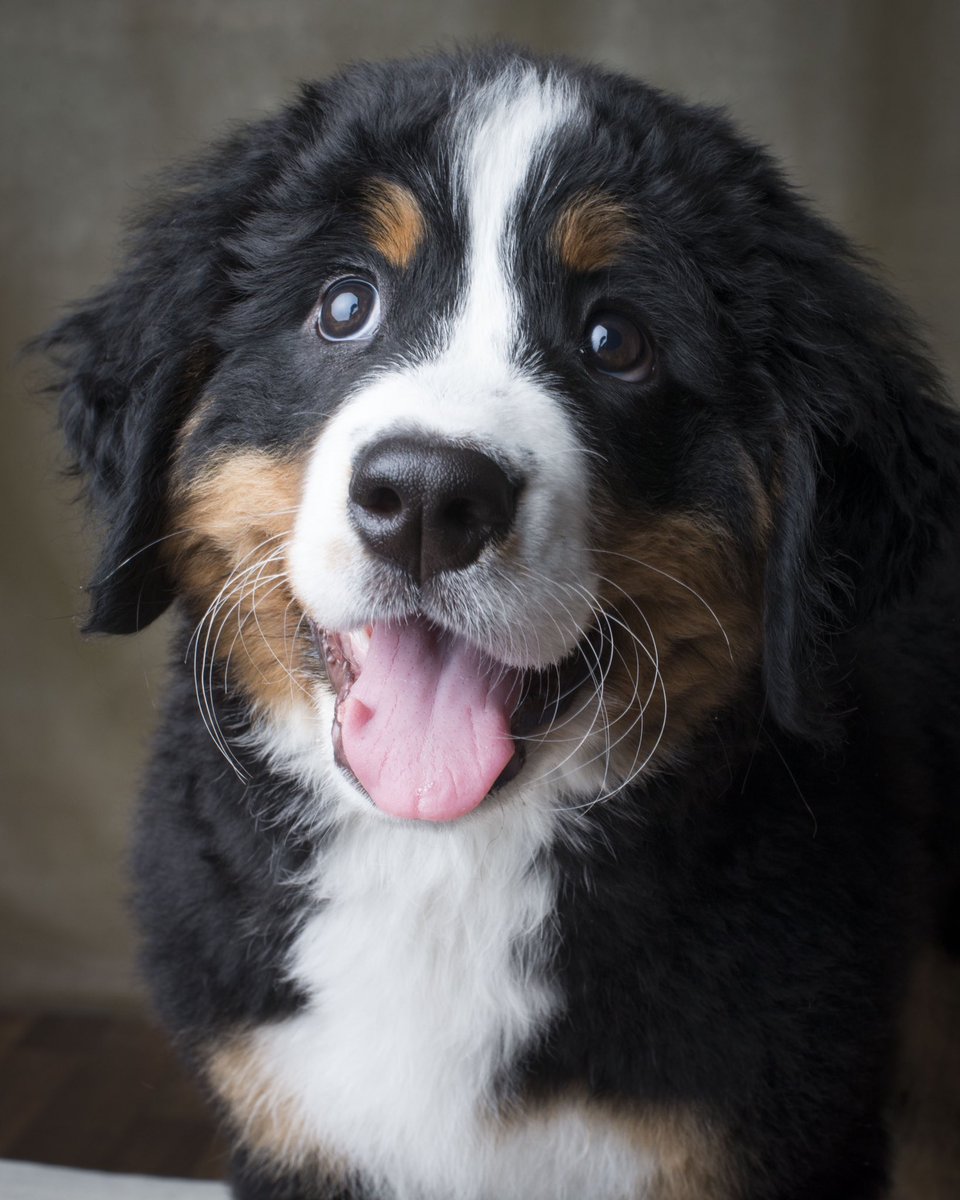 ablanchard's tweet photo. @bunsenbernerbmd Roxy https://t.co/bSa40vOhzn
