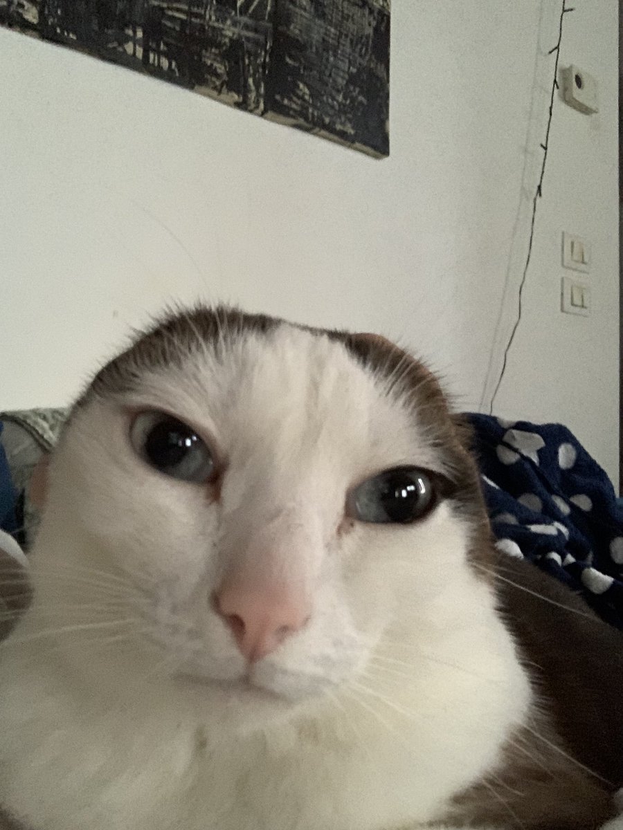 vekaiv's tweet photo. @CatsHeld genuinely silly https://t.co/3vLL8AS540