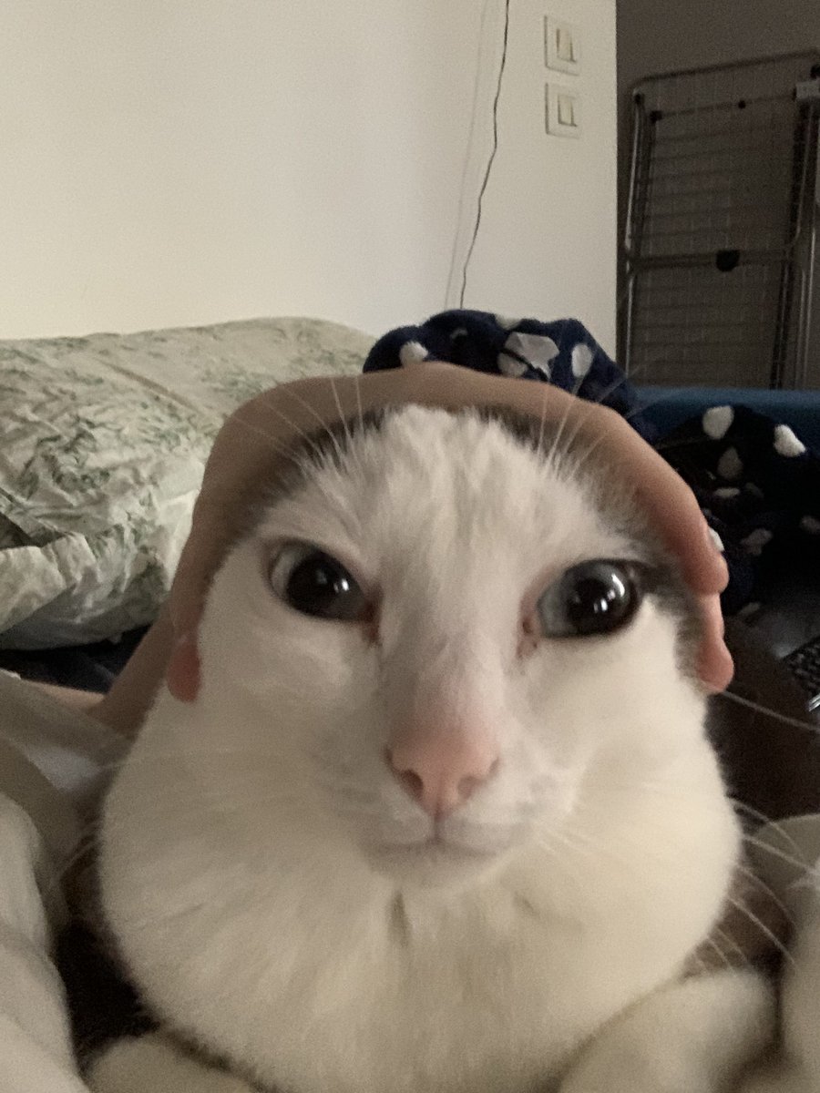 vekaiv's tweet photo. @CatsHeld genuinely silly https://t.co/3vLL8AS540