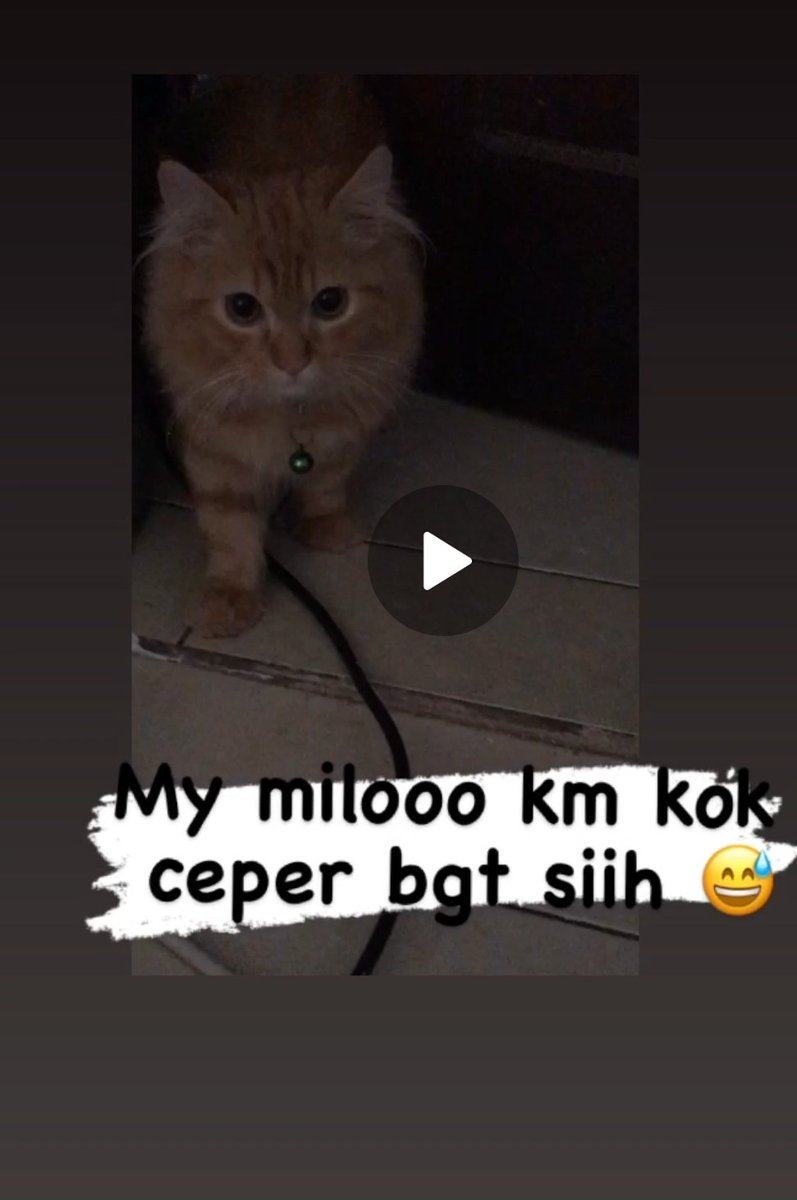 dhikaempay's tweet photo. @kochengfs Need help...kucing saya hilang sejak pagi hari tadi,lokasi di pd maharta tangsel,jika ada yg melihat boleh info ya 😭,ciri2 pakai kalung dengan lonceng hijau,umur sktr 9bulan,ukuran kaki agak pendek dibanding kucing seumuran,bantu sebarkan ya min 🙏🙏,terima kasih https://t.co/vRWp3HkiHD