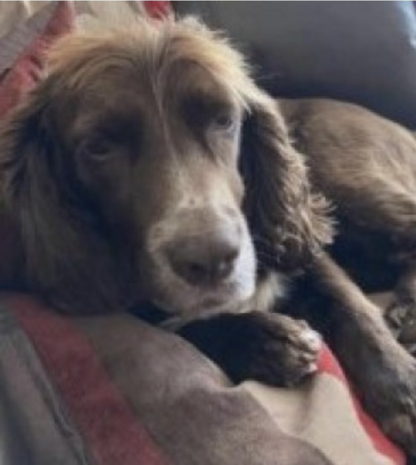 rosieDoc2's tweet photo. #SpanielHour 

OK…so you came across a #Spaniel limping, looking bedraggled…scared &amp; starving 
AMBER is a much loved MISSING #Cocker 
HER FAMILY ARE SO CONCERNED AS AMBER HAD PINS IN HER LEG FOLLOWING VET TREATMENT 
Gore Lane, #Exmouth #EX8 HELP PLS 
Chipped/spayed https://t.co/VeameZiDdd
