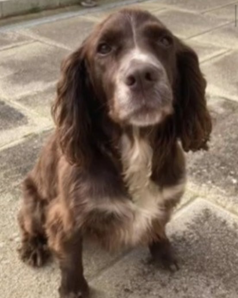 rosieDoc2's tweet photo. #SpanielHour 

OK…so you came across a #Spaniel limping, looking bedraggled…scared &amp; starving 
AMBER is a much loved MISSING #Cocker 
HER FAMILY ARE SO CONCERNED AS AMBER HAD PINS IN HER LEG FOLLOWING VET TREATMENT 
Gore Lane, #Exmouth #EX8 HELP PLS 
Chipped/spayed https://t.co/VeameZiDdd