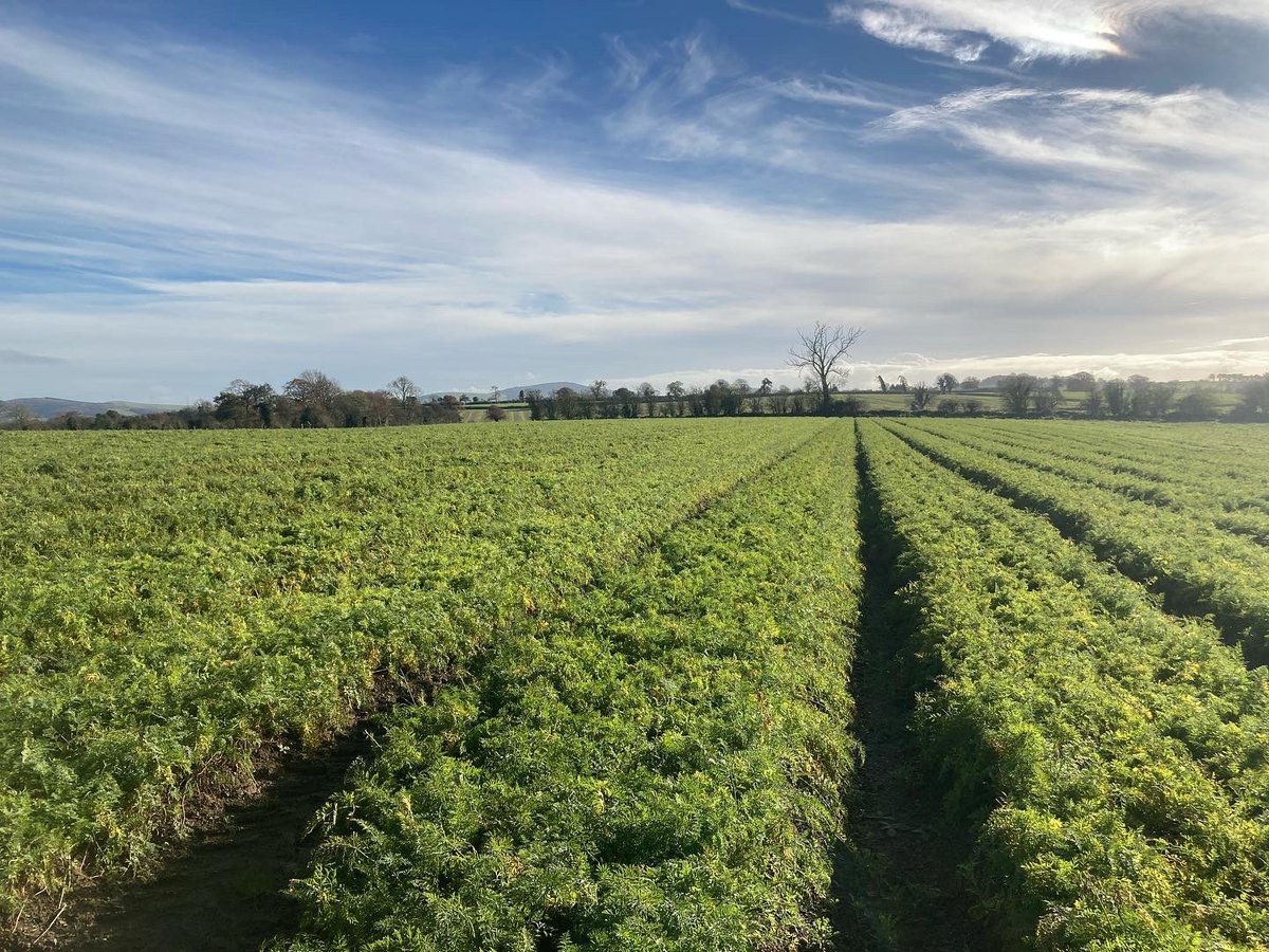 Great day looking at broccoli and carrots in #northcodublin and #carlow. It was a cold start but I had a warm hat! #supportirishfarmers #bordbia #irishproducers #irishvegetables #broccoli #carrots #spinnaker #catania #horticulture #irishhorticulture #seminis #bayervegetableseeds
