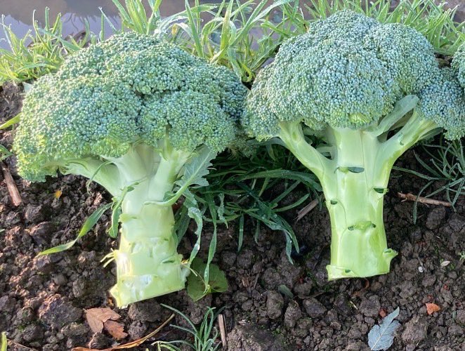 GrainneMeade's tweet photo. Great day looking at broccoli and carrots in #northcodublin and #carlow. It was a cold start but I had a warm hat! #supportirishfarmers #bordbia #irishproducers #irishvegetables #broccoli #carrots #spinnaker #catania #horticulture #irishhorticulture #seminis #bayervegetableseeds https://t.co/CEu5mNvr2v