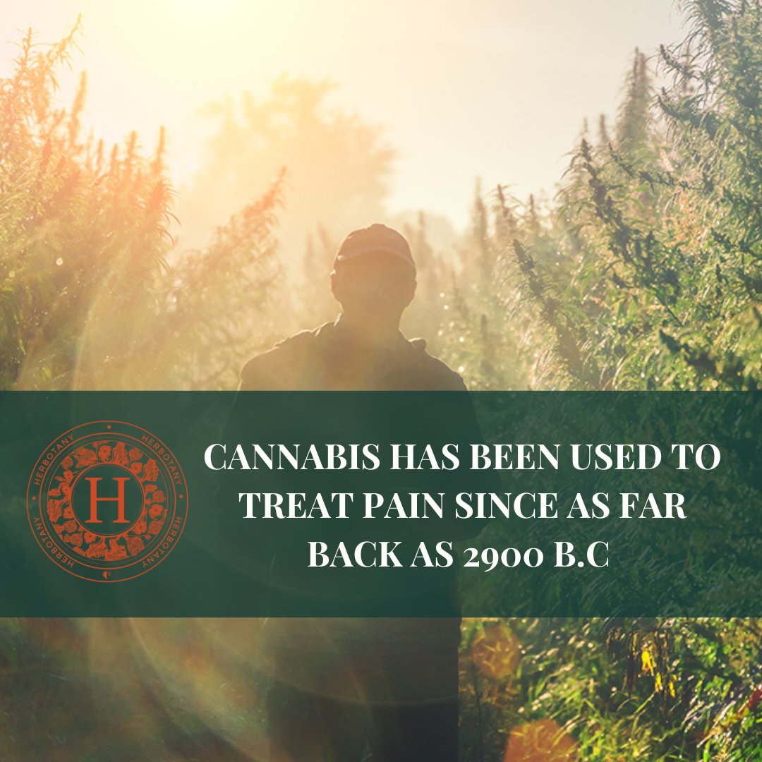 Cannabis has been used to treat pain since as far back as 2900 B.C! 🤕 More recently, scientists have discovered that certain components of cannabis, including CBD, are responsible for its pain-relieving effects. including nerve pain and back pain, when used on its own.