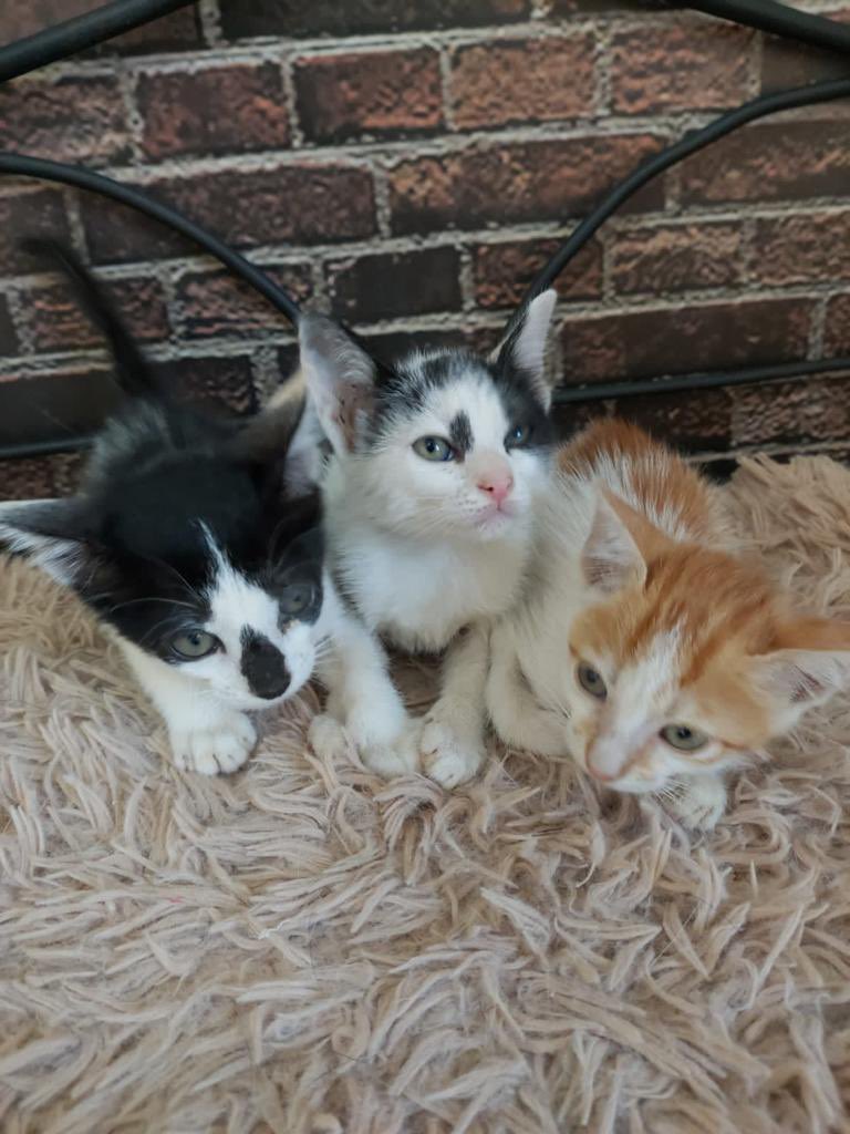 carlos5to's tweet photo. Estos michitos están buscando casa. Los 3 son machitos y ya están desparacitados. Están en @canecanum https://t.co/9aVHzYmJKp