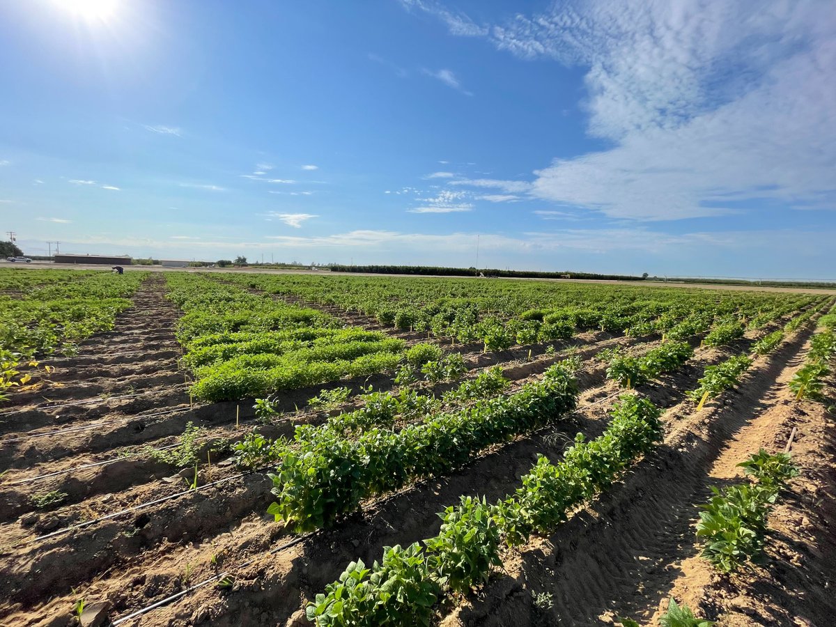 UCDavisPlants's tweet photo. 🌾 Diepenbrock Lab develops new crop breeding tools 🌾
The GEMINI project is developing new crops that can thrive in a warmer future. Read about the work of Christine Diepenbrock’s team:
https://t.co/iDpqA9v1Dz
#AmazingGradStudents #UCDGradStudents
#climatechange #cropgenetics https://t.co/Dc9CFCBSx3