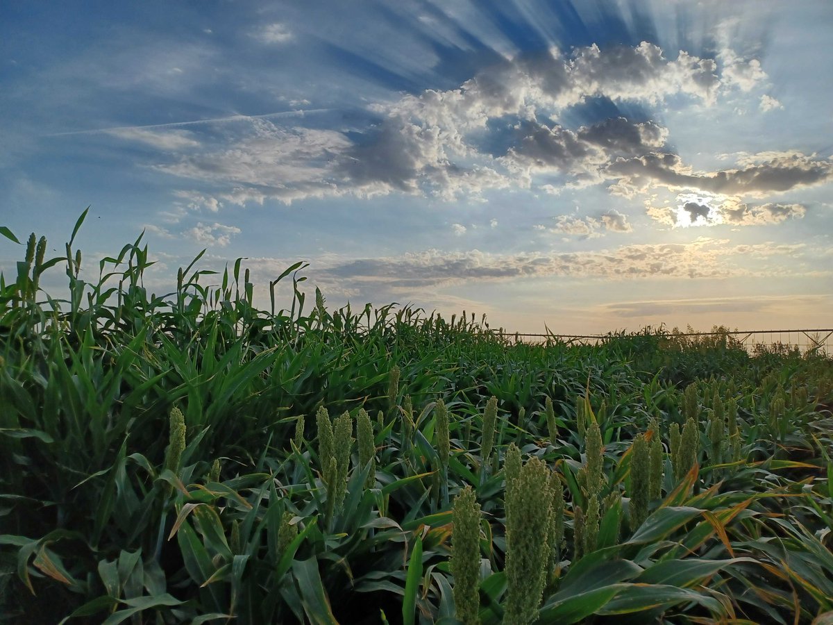UCDavisPlants's tweet photo. 🌾 Diepenbrock Lab develops new crop breeding tools 🌾
The GEMINI project is developing new crops that can thrive in a warmer future. Read about the work of Christine Diepenbrock’s team:
https://t.co/iDpqA9v1Dz
#AmazingGradStudents #UCDGradStudents
#climatechange #cropgenetics https://t.co/Dc9CFCBSx3