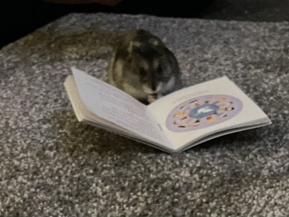 gemgemz11's tweet photo. This is Chip, a Russian Dwarf Hamster. He loves a good book and a real ‘chip’ off the old block @CallanderP #BookWeekScotlandPets https://t.co/eedNRGRuFG