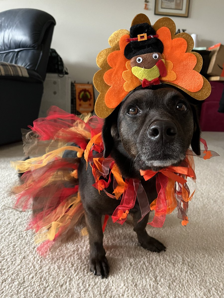 stumpystella's tweet photo. Amazon: “Have you considered a Turkey costume for your dog?”
Me: *add to cart*
Stella: “Why does this always happen to me…?” https://t.co/rerdK6ZfPC