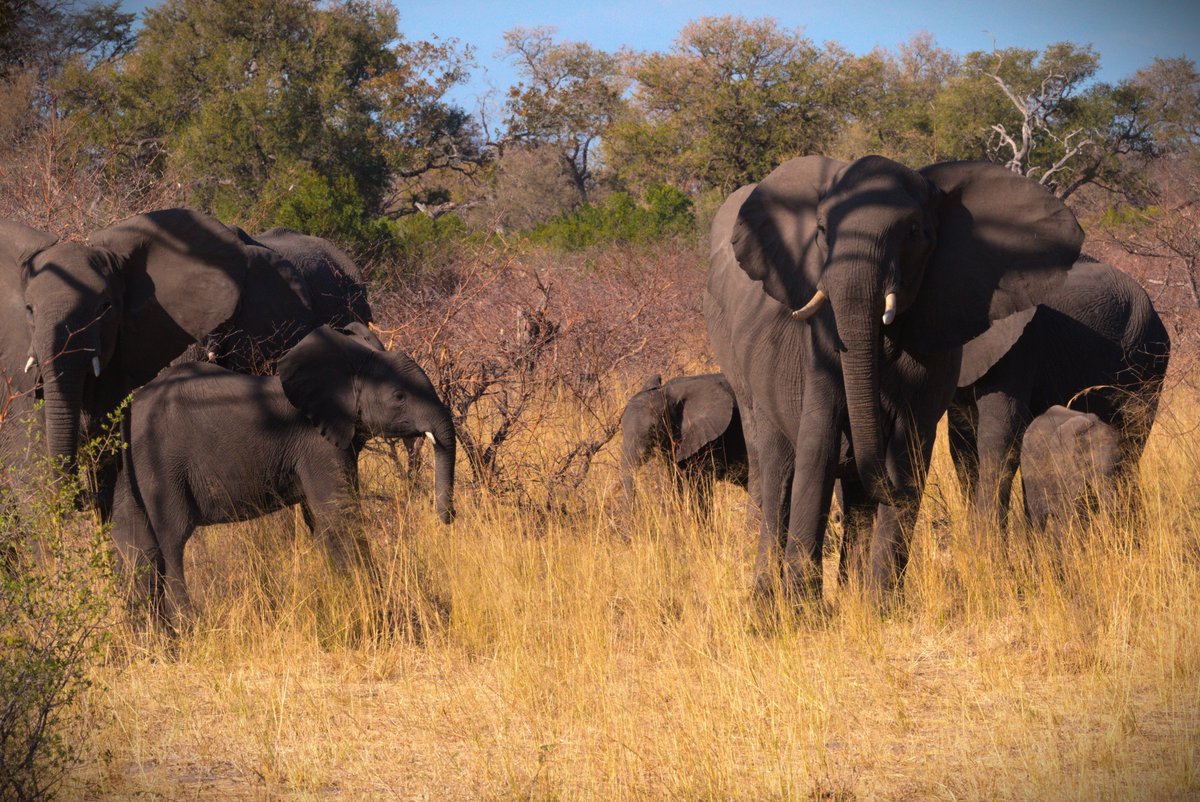 swaninga_fotos's tweet photo. Aus dem Archiv - Elefanten im Mudumu Nationalpark #Namibia #Caprivi #travelphotography https://t.co/C25cHTNuVl
