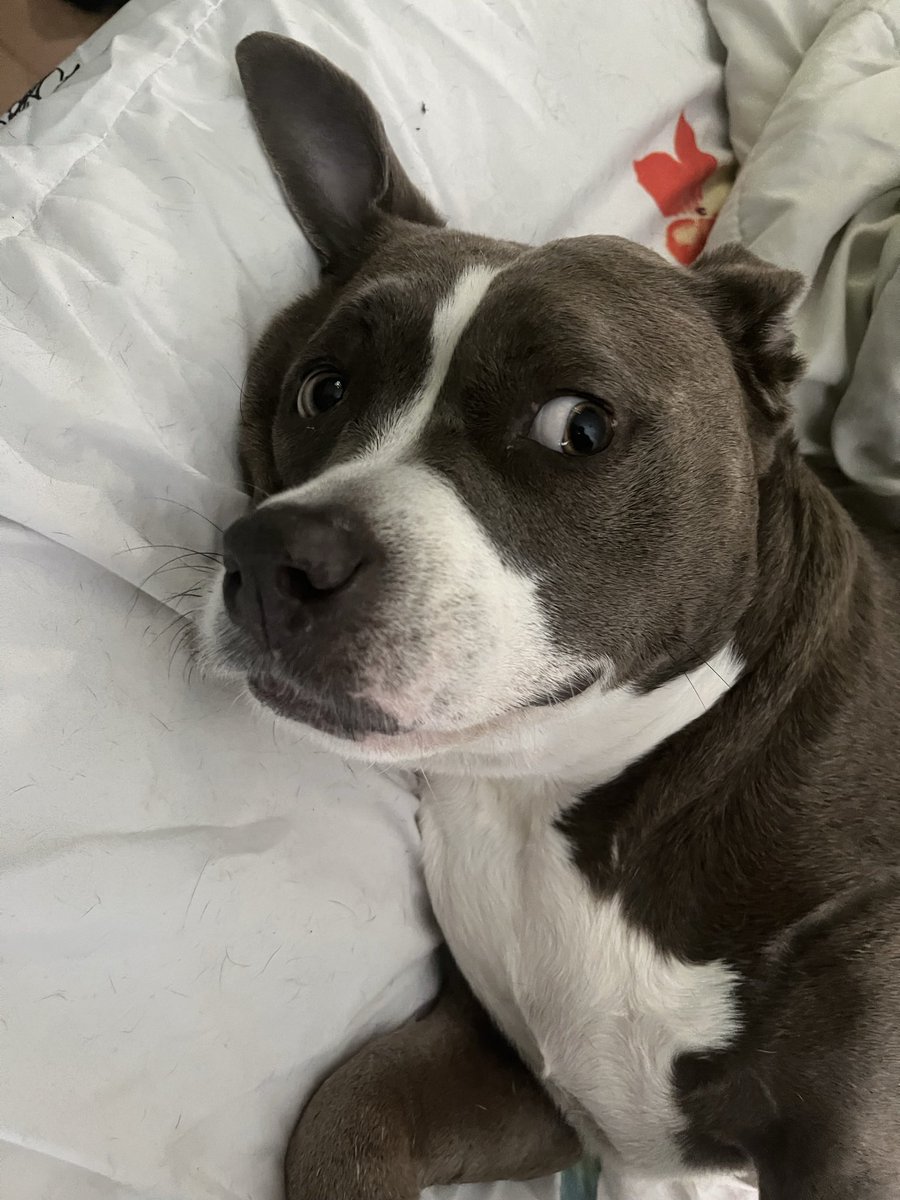 YAO SOSA tweet media