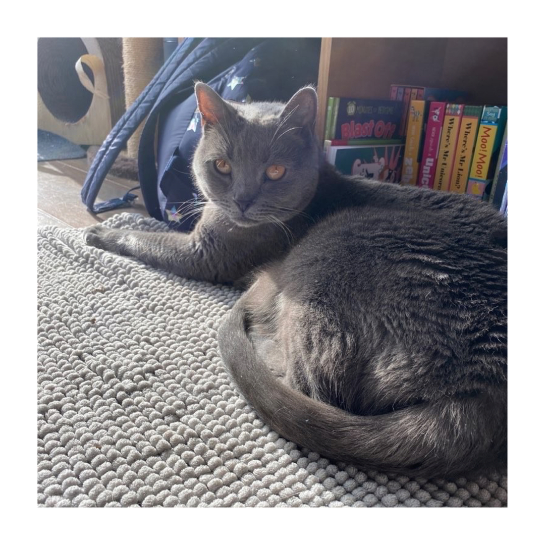 TheCatSitCo's tweet photo. Mabh ❤️
 -
-
-
-
-
-
-
#thecatsitcompany #cats #meow #liverpoolpetsitters #catsofinstagram #catsofliverpool #liverpool #manchestercats #wirral #warrington #chester #manchester #catsitters #catlovers #cutecats #instacat #petstagram #icatcarecatoftheweek #london #merseyside #ki https://t.co/1BTyGupRu8