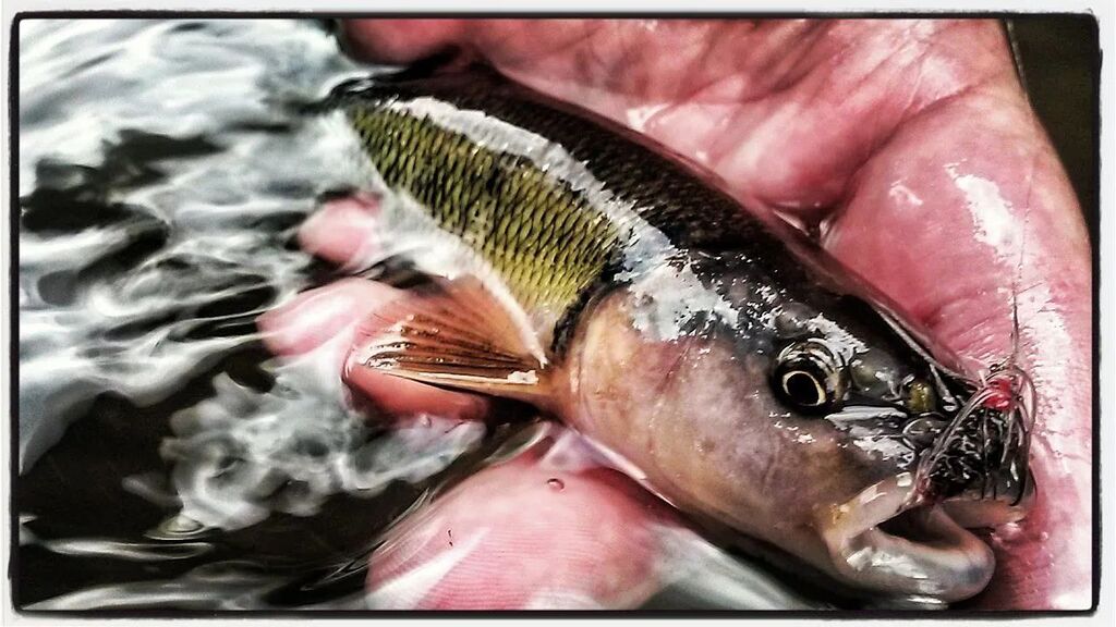 TenkaraAngler's tweet photo. Rough Fish Need Love Too.
Can you dig it?
#chub #tenkara #fishing #fish #flyfishing #roughfish #wildlife #adventure #sweet #love #awesome #rock #fresh #instagood https://t.co/hMUTkD8X6D https://t.co/xOGd68GK6z