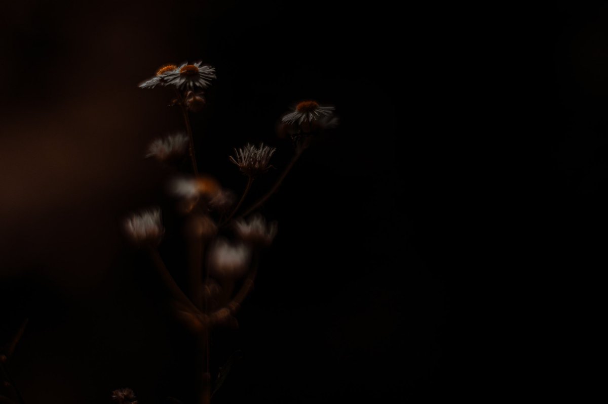 Exile Series

#fujixt2 #zeiss #zeisscontaxplanar50mm14
<a href="/FujifilmX_US/">FUJIFILM X/GFX USA</a> <a href="/ZEISSLenses/">ZEISS Camera Lenses</a>