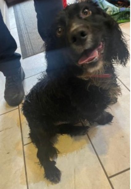 bs2510's tweet photo. #SpanielHour
#SPANIEL Male Adult

#Found15 Nov 2022 Near #Pemberton train station #WN5

https://t.co/I4o5rZthXv https://t.co/y8pnAxyo7P