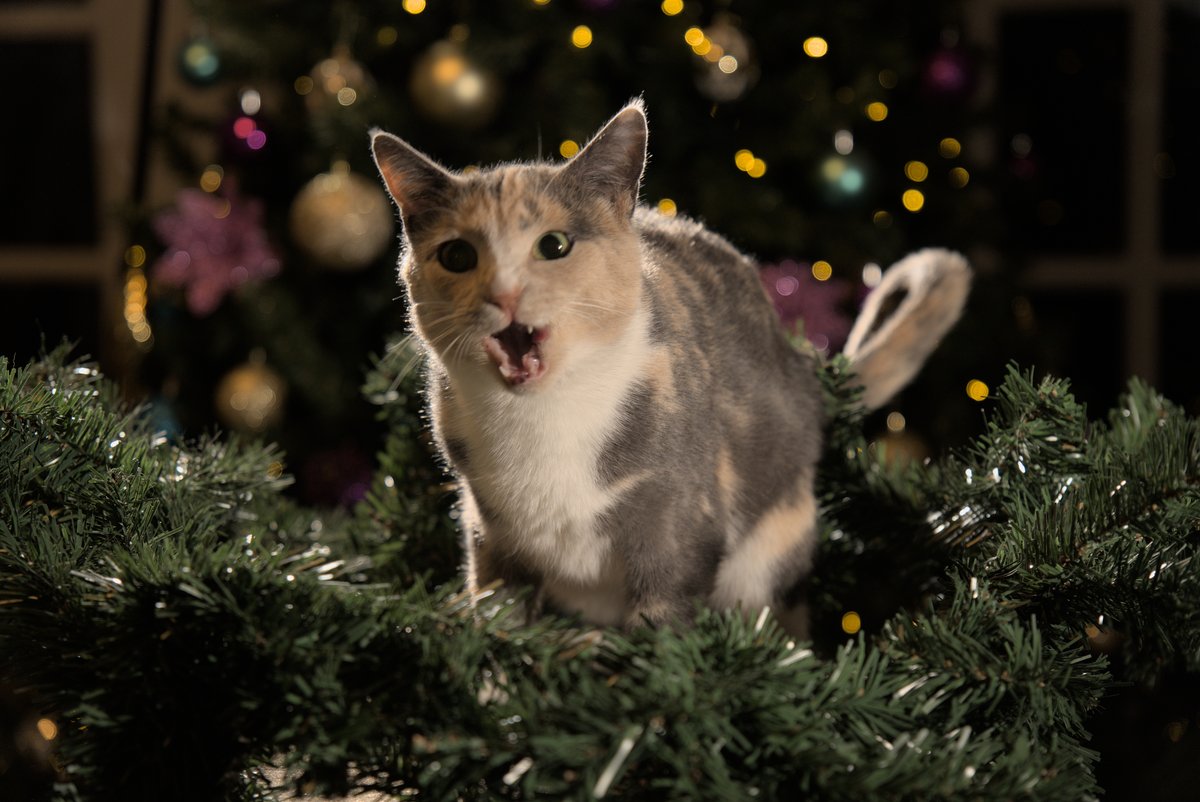 SANTA FOR CHRISTMAS I WANT A CHICKEN AND A FRENCH FRY AND A BROCCOLI AND A CUPCAKE AND UH ANOTHER CHICKEN AND ANOTHER CUPCAKE AND A...