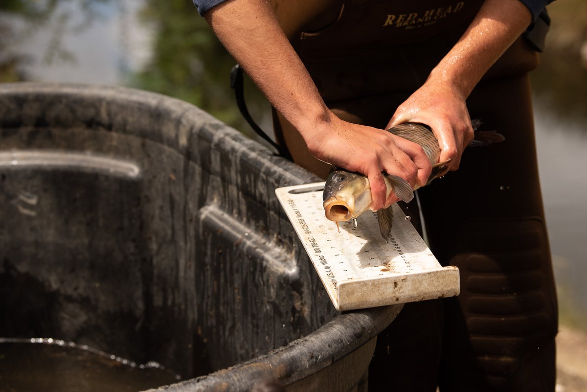 There is great biodiversity on campus. Here, a student gets hands-on experience with a carp as part of a research project investigating how the fish affect water quality. #Water #Fish #ExperentialLearning