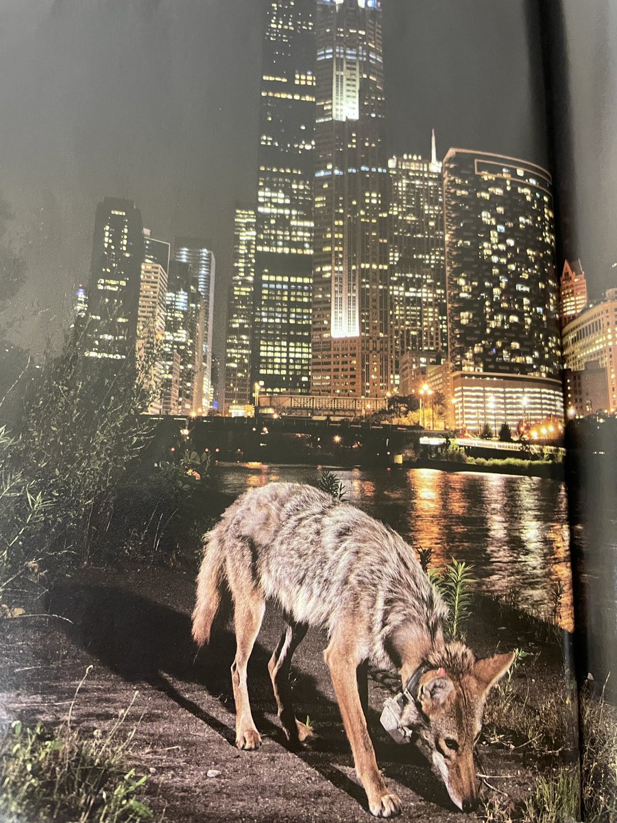 Donato 🍕 tweet media